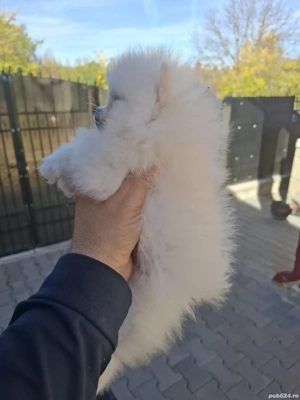 pui pomeranian mini - imagine 2