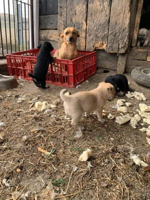 Căței gospodarie vânători de șoareci 