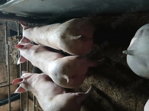 Purcei pietreani de vanzare