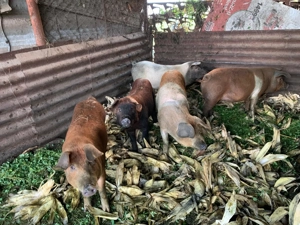 Porci 7 luni crescuți în gospodarie