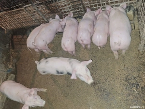Purcei de vânzare!!