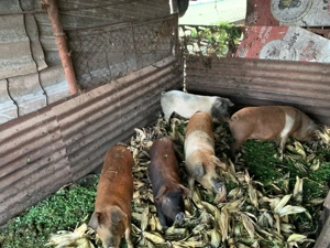 Porci 7 luni crescuți în gospodarie - imagine 2