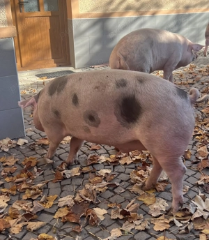 Vând porci crescuți în gospodărie (170-180kg) - imagine 4