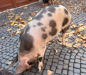 Vând porci crescuți în gospodărie (170-180kg) - imagine 3