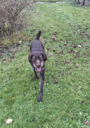 Brac german cu pedigree - imagine 3