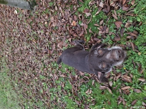 Brac german cu pedigree - imagine 5