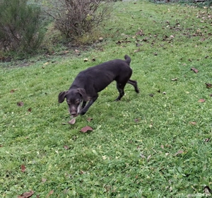 Brac german cu pedigree - imagine 2