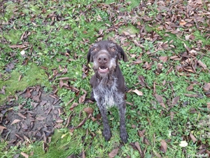 Brac german cu pedigree - imagine 4