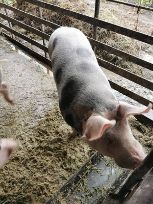 Vând purcel 130-150 kg.