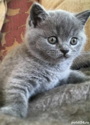 Pui British Shorthair