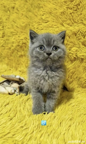 Pui British Shorthair - imagine 3