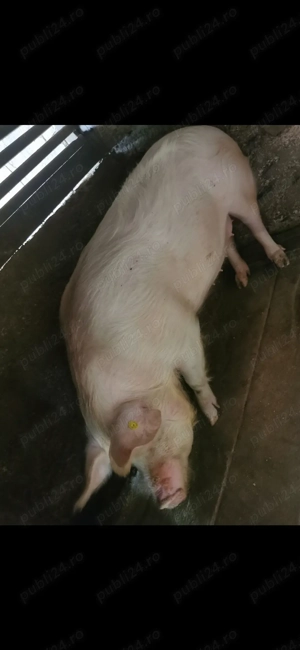 De vânzare purcea marele alb cu landrace  - imagine 2