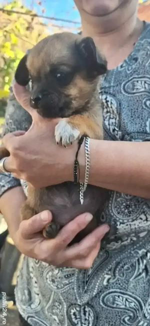 Vând câini talie mică - imagine 5