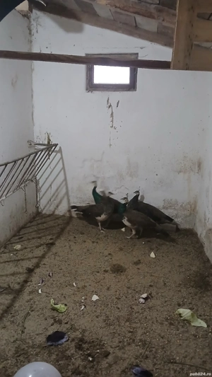 Vând pui de păuni - imagine 3