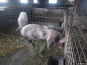 vînd porc sacrificat - imagine 3