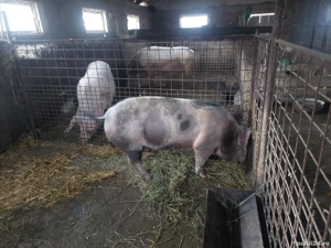vînd porc sacrificat - imagine 2