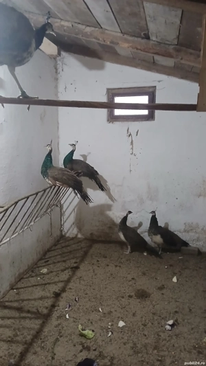 Vând pui de păuni - imagine 2