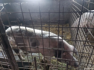 vînd porc sacrificat - imagine 4