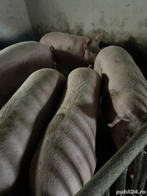 Vand porci   porc   porc de craciun