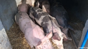 porci de vânzare crescuti natural cu cereale de mici rasa pietran cu landrace au in jur de 100-130kg - imagine 3