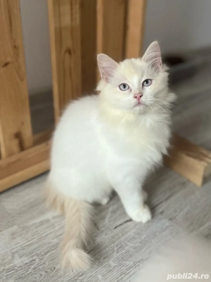 Puiuți Ragdoll  - imagine 2