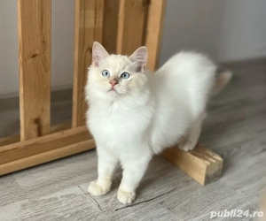Puiuți Ragdoll  - imagine 3
