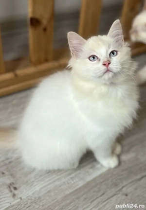 Puiuți Ragdoll  - imagine 4