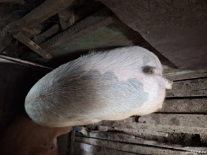 Porc de vanzare - imagine 2