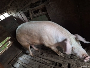 Porc de vanzare - imagine 3