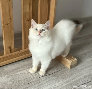 Puiuți Ragdoll - imagine 4