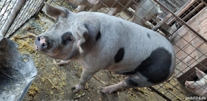 vand marfa pentru Craciun ,in Totoi.