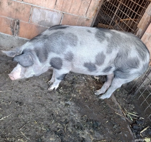 vand marfa pentru Craciun ,in Totoi. - imagine 2