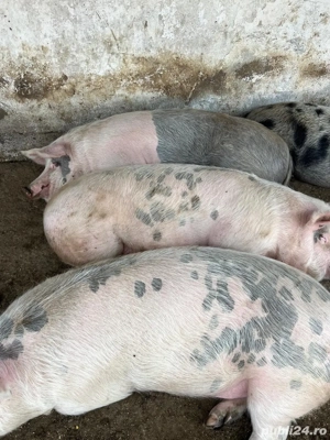 Porci de vanzare  - imagine 3