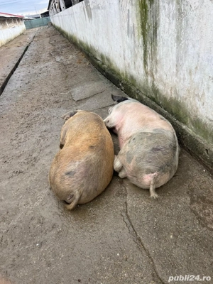 Porci de vanzare  - imagine 2