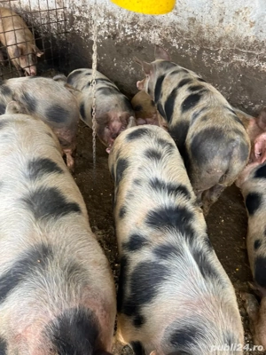 Porci de vanzare 