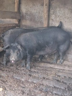 Porc castrat  - imagine 5
