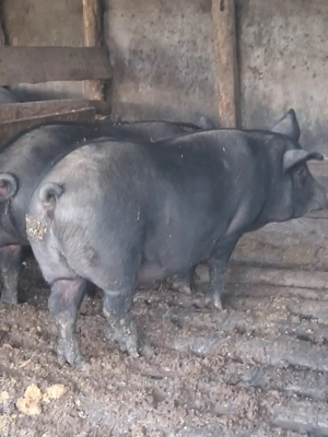 Porc castrat  - imagine 2