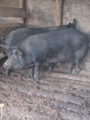 Porc castrat  - imagine 4
