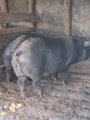 Porc castrat  - imagine 3