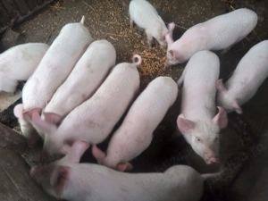 Vand Purcei Marele Alb