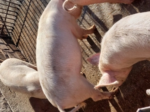 Șuldani de vânzare 