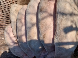 Șoldoni de vânzare  - imagine 3