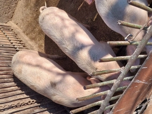 Șoldoni de vânzare  - imagine 4