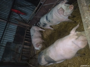 Porci și purcei de vânzare