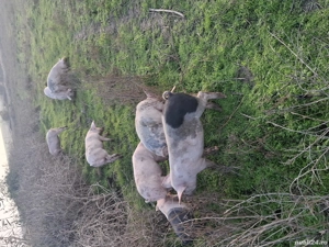 purcei de vanzare - imagine 2