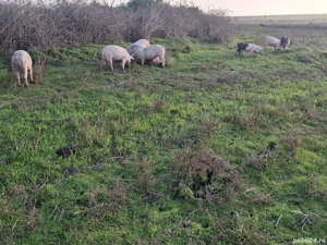 purcei de vanzare - imagine 3