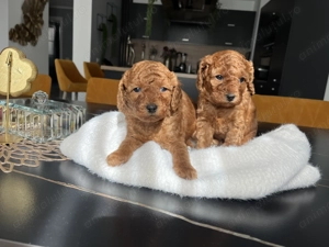 Pudel toys vaccinați și deparazitați  - imagine 3