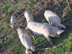 purcei de vanzare - imagine 5