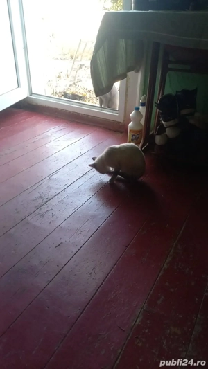 câini de vânzare  - imagine 2