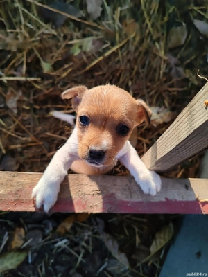 cățelușă Jack Russel 
